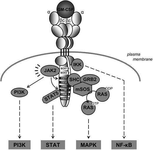 Figure 2. The GM-CSF receptor: initiation of signal transduction. In the absence of GM-CSF, preformed βc dimers as well as single GM-CSFRα chains are present on the plasma membrane. Low affinity binding of GM-CSF to GM-CSFRα causes association with a βc dimer. This leads to the formation of a hexamer of 2 GM-CSF molecules, 2 GM-CSFRα chains, and 2 βc chains, and induces high-affinity GM-CSF/GM-CSFRα binding. Two of these hexamers then dimerize. This brings the βc subunits in close enough proximity to enable JAK2 transactivation, which initiates downstream signaling. Activated JAK2 phosphorylates several tyrosine domains on βc (Y577, Y612, Y695, Y750, Y806, and Y866), which subsequently serve as docking sites for a variety of proteins. Phosphorylation of recruited STATs results in their activation and serves as start of signaling. Activation of the MAPK pathway is initiated by recruitment of SHC to Y577. Its subsequent phosphorylation allows interaction with GRB2 and mSOS, after which the activation of RAS is catalyzed. Recruitment and activation of PI3K has also been suggested to depend on βc residue phosphorylation, and its activation is promoted by JAK2-mediated phosphorylation of PI3K. Finally, GM-CSF activates canonical NF-κB transcription factors. Activation of the IKK complex as a direct consequence of GM-CSFR engagement has been reported, but the proteins involved and the complete chain of events remain to be elucidated.21–26