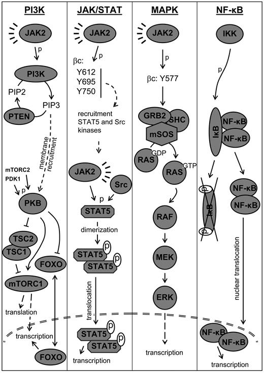 Figure 3. GM-CSF–activated signaling modules. PI3K93–95: GM-CSF induces activation of the class IA PI3Ks, which consist of 2 subunits: a catalytic subunit, p110, and a regulatory subunit, p85. Activity of PI3K is promoted by JAK2-mediated phosphorylation of p85. On activation, PI3K functions mainly through the generation of PtdIns(3,4,5)P3 (PIP3), an activity counteracted by phosphatases PTEN and SHIP. PIP3 acts as a second messenger, regulating a large variety of downstream targets, including protein kinase B (PKB; also called c-AKT). By recruiting PKB to the plasma membrane, PIP3 enables its activation through phosphorylation by PDK1 and mTORC2. Activated PKB regulates many targets, including the FOXO transcription factors, the TSC1/TSC2 complex, and the mTOR complex 1 (mTORC1). Like FOXO, mTORC1 acts through the regulation of transcription, but its main function is in the regulation of protein translation. JAK/STAT90: STAT proteins as well as Src kinases are recruited to βc by their SH2 domains that interact with phosphorylated Y612, Y695, and Y750. The STATs are primarily phosphorylated by JAK2, but kinase activity of the Src kinases has also been reported. STAT phosphorylation at a conserved tyrosine residue alters their conformation, which allows the formation of homodimers or heterodimers with DNA-binding and transcription-regulating ability. These dimers then translocate to the nucleus where they act as functional transcription factors. MAPK59: Although the human MAPK family includes at least 11 members subdivided into 6 groups, the principle MAPK pathway activated by the GM-CSF receptor is the MEK/ERK pathway. Recruitment of mSOS to the SHC/GRB2 complex enables mSOS to catalyze RAS activation. Formation of active GTP-bound RAS from inactive GDP-bound RAS leads to the successive activation of RAF, MEK, and ERK. On activation, ERK expresses kinase activity toward a variety of cytoplasmic molecules and nuclear proteins, which in turn regulate gene expression. NF-κB127: In resting cells, canonical NF-κB dimers consisting of NF-κB/Rel family members RelA, c-Rel, p50, and/or p52 are retained in the cytoplasm by binding to inhibitor of NF-κB proteins (IκBs). Activation is achieved through the IKK complex, which phosphorylates IκB proteins. These are subsequently ubiquitinated and finally degraded, enabling nuclear translocation of canonical NF-κB dimers.