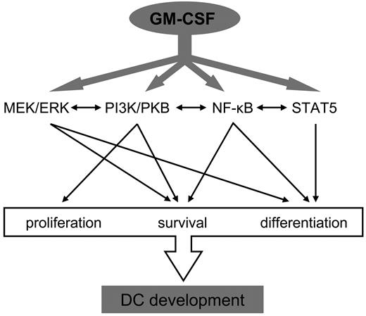 Figure 4. GM-CSF regulates DC development through an integrated molecular network. The signaling modules activated by GM-CSF from an integrated network with overlapping and separate functions that enable an adequate response to a wide range of situations. The currently known functions of the specific cascades in the regulation of GM-CSF–induced DC development are shown. Of the signaling proteins contributing to GM-CSF–driven DC development, JAK2-activated STAT5 is the clearest regulator of differentiation. The main role of the PI3K-PKB signaling module is in promoting expansion and survival of DC precursors rather than their differentiation, although its activity is also required to generate DCs with full functionality. Finally, activation of MEK/ERK and canonical NF-κB transcription factors is associated with differentiation and survival.