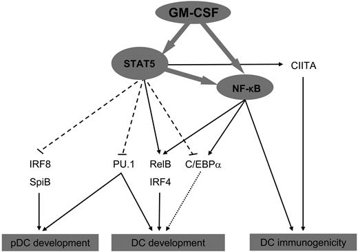 Figure 5. GM-CSF–induced regulation of the DC transcriptional program mediated through STAT5 and canonical NF-κB. STAT5 and canonical NF-κB transcription factors can directly regulate the DC transcriptional program. Regulation of RelB, IRF4, and PU.1 expression not only promotes DC differentiation in general but may also influence subset distribution among the DCs generated. The role of C/EBPα is also subset-specific, promoting development of interstitial DCs through potentiating the commitment of multipotent hematopoietic progenitors to the granulocyte/macrophage lineage, but inhibiting Langerhans cell development. The inhibitory actions of STAT5 toward IRF8 and SpiB explain the negative impact GM-CSF has on the plasmacytoid DC lineage, whereas effects on genes involved in DC functionality may promote the immunogenicity of DC differentiated with GM-CSF.