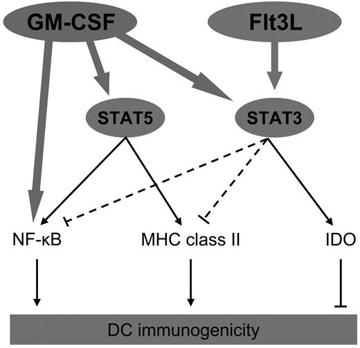 Figure 6. A molecular explanation for the reciprocal effects of GM-CSF and Flt3L on DC immunogenicity. The complementary effects GM-CSF and Flt3L have on the DCs they generate can be explained by their molecular actions. Through activation of STAT3, Flt3L promotes expression of IDO but inhibits canonical NF-κB and MHC class II expression, thereby inhibiting DC immunogenicity. In contrast, GM-CSF activates STAT5 and canonical NF-κB besides STAT3. By promoting NF-κB activity and MHC class II expression, STAT5 overrules the tolerogenic function of STAT3, resulting in the development of more immunogenic DCs.