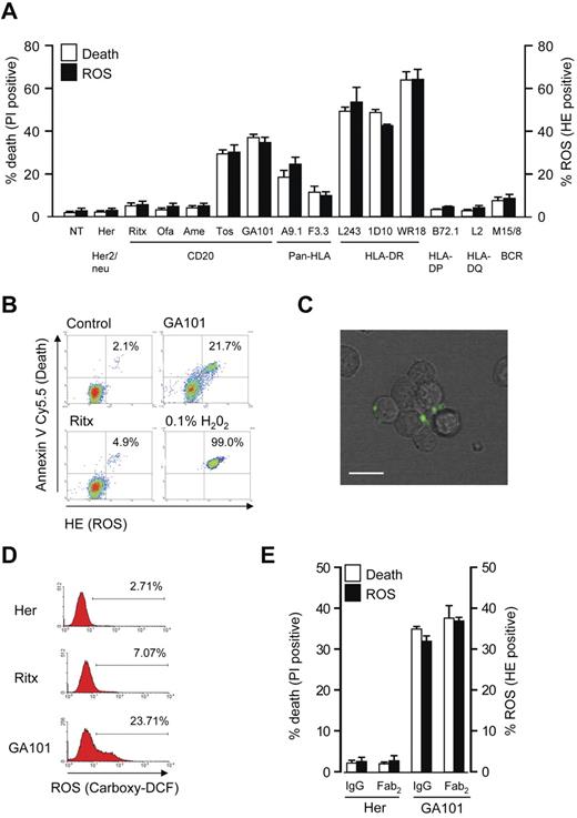 Figure 1. Cell death induced by mAbs correlates with generation of ROS. (A) Raji cells were incubated with a panel of mAbs (10 μg/mL) for 4 hours, and assessed for the induction of cell death (PI) and ROS (HE) by flow cytometry. Bars represent mean + SEM from at least 3 separate experiments. (B) mAb induced cell death was directly correlated with production of ROS by flow cytometric analysis of Raji cells treated with anti-CD20 mAbs as before and dual-stained with HE (to label ROS) and annexin V Cy5.5 (to label dead cells). H2O2 (0.1%) was used as a positive control. Representative data are shown. (C) Live cell imaging to asses the production of ROS after mAb treatment of Raji cells. Cells were prelabeled with carboxy-H2DCFDA, and then treated with GA101 (10 μg/mL). Phase-contrast and green fluorescence images were captured and overlaid with a representative image captured 40 minutes after mAb treatment shown. Scale bar: 20 μm. mAb-induced ROS is generated within cellular aggregates toward the cell periphery (D) The amount of ROS production as measured by carboxy-H2DCFDA staining was quantified by flow cytometry. Representative histogram data are shown. (E) Cell death (PI) and ROS (HE) induced by GA101 IgG and F(ab)′2 fragments were compared in Raji cells treated as before. Bars represent mean + SEM from at least 3 separate experiments. Together these data demonstrate that cell death induced by mAb to CD20 and HLA-DR correlates with the generation of ROS.