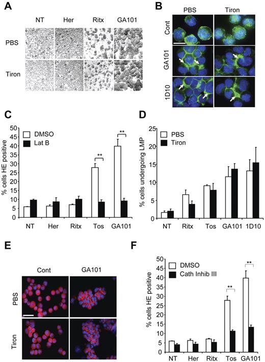 Figure 4. Production of ROS occurs downstream of mAb-induced HA, actin-reorganization and lysosome permeabilization. (A) Raji cells were treated with PBS or tiron (10mM) for 2 hours before addition of mAb (10 μg/mL). Four hours later cells were assessed for HA by light microscopy. Original magnification ×20. (B) Cells were treated as in panel A, cytospun on poly-L-lysine coated slides and stained with Alexa Fluor 488–Phalloidin to label the actin filaments and slides were assessed by fluorescence microscopy. Representative images are shown. Scale bar: 25 μm. Tiron does not affect mAb-induced relocalization of actin filaments to the cell-cell junctions. (C) Raji cells were treated with the actin inhibitor latrunculin B (Lat B; 10μM) for 30 minutes before the addition of mAb, as before. Samples were assessed for ROS production after HE staining and flow cytometry. Bars represent mean + SEM from 3 separate experiments. (D) Cells were labeled with AO, and then treated with PBS or tiron and mAbs as before. The relative increase in green fluorescence, indicative of leakage of AO from the acidic lysosomes into the more pH neutral cytosol was assessed by flow cytometry 4 hours after addition of mAbs. Bars represent mean + SEM from 3 separate experiments. (E) Immunofluorescence staining of the lysosomal protease cathepsin B after mAb treatment in the presence or absence of tiron. Cells were treated and stained as described in panels A and B. Representative images are shown. Scale bar: 50 μm. Tiron does not block mAb-induced cathepsin B release into the cytoplasm and areas of cell-cell contact. (F) Cells were treated with cathepsin inhibitor III (100μM) 30 minutes before addition of mAbs (10 μg/mL). Samples were assessed for ROS production 4 hours later after HE staining and flow cytometry. Bars represent mean + SEM from 3 separate experiments. Together these data indicate that production of ROS occurs downstream of mAb-induced HA, actin reorganization and lysosomal membrane permeabilization.