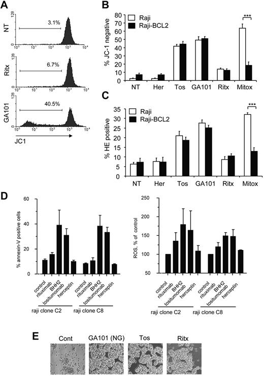 Figure 5. Mitochondria are not essential for mAb-induced ROS production and cell death. (A) To detect mitochondrial membrane depolarization (loss of ΔΨm) Raji cells were prelabeled with 5,5′,6,6′-tetrachloro-1,1′,3,3′-tetraethylbenzimidazolylcarbocyanine iodide (JC-1; 2μM) for 30 minutes at 37°C. Cells were then treated with mAb (10 μg/mL) and assessed 4 hours later by flow cytometry. Representative histograms are shown. (B) The antiapoptotic oncoprotein BCL2 does not protect against mAb-induced loss of ΔΨm. WT Raji or a Raji cells transfected to overexpress BCL2 (Raji-BCL2) were labeled with JC-1 and treated as in panel A. Mitoxantrone (1 μg/mL) was used as positive control for apoptosis. Bars represent mean + SEM from 3 separate experiments. (C) Production of ROS by mAb is independent of BCL2 overexpression. Raji or Raji-BCL2 cells were treated with mAbs as before and assessed for production of ROS using HE analyzed by flow cytometry. Bars represent mean + SEM from 3 separate experiments. (D) Cell death and generation of ROS are independent of mitochondrial respiration. Parental Raji or respiratory deficient sub-clones were treated with mAb (10 μg/mL) then assessed for cell death (annexin V/PI) and ROS generation (HE) after 4 hours by flow cytometry. Bars represent mean + SEM from 3 separate experiments. (E) Respiratory deficient Raji subclone C2 was treated with mAb as before and the degree of HA visualized after 4 hours by light microscopy. Original magnification ×20.