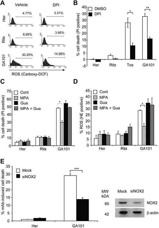 Figure 6. mAb-induced ROS and cell death is mediated by an NADPH oxidase. (A) Pharmacologic inhibition of NADPH oxidase blocks mAb-induced ROS production. Raji cells were pretreated with the NADPH oxidase inhibitor, diphenylene iodonium (DPI; 50μM) 1 hour before the addition of mAb (10 μg/mL). Generation of ROS was assessed 4 hours later using carboxy-H2DCFDA staining (25μM, 30 minutes, 37°C), and analyzed by flow cytometry. Representative histograms from 3 independent experiments are shown. (B) The effect of NADPH oxidase inhibition on cell death. Raji cells were treated with DPI and mAb as in (A) and cell death quantified 4 hours post-mAb treatment using PI staining analyzed by flow cytometry. Bars represent mean + SEM from 3 separate experiments. (C) The effects of NADPH oxidase inhibition on mAb-induced cell death and (D) ROS were confirmed using a second pharmacologic inhibitor. Raji cells were pretreated with mycophenolic acid (MPA; 10μM) for 16 hours in the presence or absence of guanosine (20μM) followed by addition of anti-CD20 mAb (10 μg/mL) for 4 hours. Cell death (C) and ROS (D) were then assessed by flow cytometry using PI and HE, respectively. Bars represent mean + SEM from 3 separate experiments. (E) Raji cells were nucleofected with siRNA against NOX2 and incubated for 48 hours. Cells were then treated with mAbs (10 μg/mL) and assessed for cell death after 4 hours using PI staining (left panel). Knockdown of NOX2 was confirmed by Western blotting (right panel). Bars represent mean + SEM from 3 separate experiments.