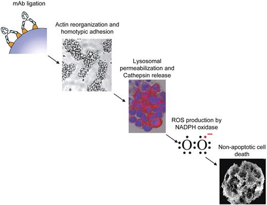 Figure 7. Proposed mechanism of mAb-induced PCD. Schematic diagram illustrating the proposed sequence of events in the proposed cell death pathway evoked by type II anti-CD20 and anti-HLA DR mAb. mAb ligation results in HA and actin reorganization followed by lysosomal membrane permeabilization, release of cathepsins, and generation of ROS via NAPDH oxidase which ultimately culminates in nonapoptotic cell death.