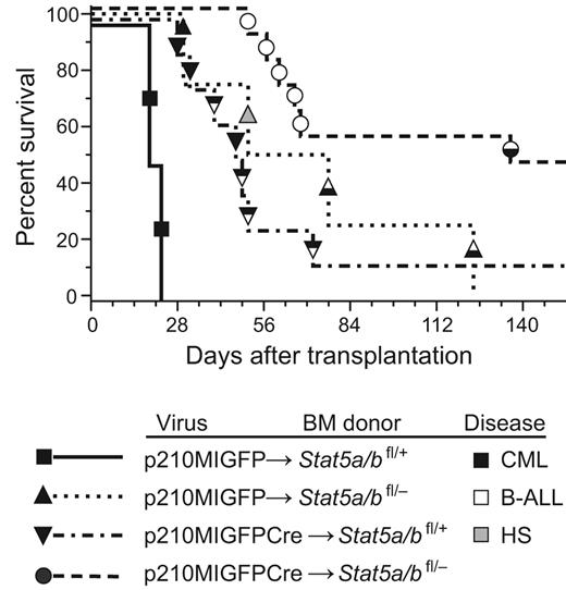 Figure 1. Reduction in Stat5 gene dosage attenuates BCR-ABL1–induced CML-like MPN. Kaplan-Meier survival curve for recipients of Stat5a/bfl/+ (n = 2) or Stat5a/bfl/− (n = 4) BM transduced with p210MIGFP retrovirus, and recipients of Stat5a/bfl/+ (n = 8) or Stat5a/bfl/− (n = 11) BM transduced with p210MIGFPCre retrovirus is shown. The symbols indicate individual recipient mice, with the disease phenotype of each designated by the shading: black, CML-like MPN; white, B-ALL; black and white, mixed CML/B-ALL; gray, histiocytic sarcoma (HS). Relative to the p210MIGFP→Stat5a/bfl/+ cohort, the survival of the p210MIGFP→Stat5a/bfl/− and p210MIGFPCre→Stat5a/bfl/+cohorts was significantly prolonged (P = .017 and P = .0009, respectively, by Mantel-Cox test). Relative to the p210MIGFPCre→Stat5a/bfl/+ cohort, the survival of the p210MIGFPCre→Stat5a/bfl/− cohort was also significantly prolonged (P = .008).
