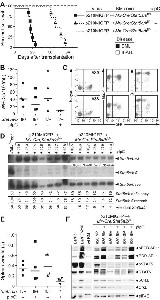 Figure 2. Mx-Cre–mediated deletion of Stat5a/b abolishes CML-like MPN induced by BCR-ABL1. (A) Kaplan-Meier survival curve for recipients of p210MIGFP-transduced BM from Mx-Cre;Stat5a/bfl/+ donors (solid line), and for recipients of p210MIGFP-transduced BM from Mx-Cre;Stat5a/bfl/− donors either untreated (dotted line) or treated (dashed line) with pIpC after transplantation as described in the “Methods.” The symbols indicate individual recipient mice, with the disease phenotype of each designated by the shading. No recipients in the Mx-Cre;Stat5a/bfl/− + pIpC cohort developed hematologic disease. (B) PB leukocyte counts at day 50 after transplantation in untreated or pIpC-treated recipients of p210MIGFP-transduced BM from Mx-Cre;Stat5a/bfl/+ (left) or Mx-Cre;Stat5a/bfl/− (right) donors. (C) Flow cytometric plot of GFP expression in PB myeloid cells from 2 representative recipients (mice #39 and #38) of p210MIGFP-transduced BM from Stat5a/bfl/− donors. (D) Southern blot analysis of the extent of recombination of the floxed Stat5a/b allele in genomic DNA from PB leukocytes at day 50 after transplantation. Nomenclature is as in supplemental Figure 1C. The small amount of wild-type Stat5a/b allele in recipients of Stat5a/bfl/− BM (mice #35-40) represents contribution from radioresistant host lymphocytes. (E) Spleen weights at autopsy of untreated or pIpC-treated recipients of p210MIGFP-transduced BM from Mx-Cre;Stat5a/bfl/+ (left) or Mx-Cre;Stat5a/bfl/− (right) donors. (F) Western blot analysis of primary myeloerythroid cell extracts from a representative untreated recipient of p210MIGFP-transduced BM from Mx-Cre;Stat5a/bfl/− donors that developed MPN and from 4 healthy pIpC-treated recipients. As controls, extracts from parental and BCR-ABL1–expressing Ba/F3 cell lines and BM from a nontransplanted Stat5 wild-type mouse were included. Proteins were immunoblotted with the indicated Abs against total or phosphorylated BCR-ABL1, STAT5, and CrkL. An anti-eIF4e immunoblot demonstrating equivalent protein loading is shown at the bottom.