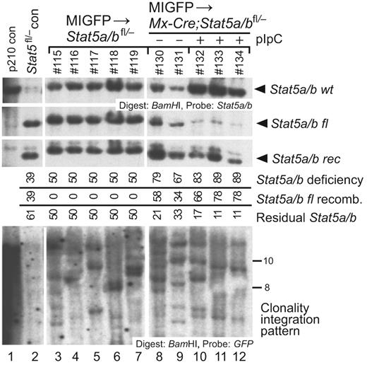 Figure 3. Retrovirally transduced normal HSCs sustain myelopoiesis after Stat5 deletion. Genomic DNA from BM of recipients of MIGFP-transduced Stat5a/bfl/− and Mx-Cre;Stat5a/bfl/− donor BM was isolated 2 months after transplantation and analyzed by Southern blot for efficiency of Stat5a/b deletion and number of engrafting proviral clones, as in supplemental Figure 1C. Top panel: Analysis of efficiency of recombination of the floxed Stat5a/b allele in recipients of MIGFP-transduced Stat5a/bfl/− BM (lanes 3-7) and in untreated (lanes 8-9) and pIpC-treated (lanes 10-12) recipients of MIGFP-transduced Mx-Cre;Stat5a/bfl/− BM using a Stat5 probe. Bottom panel: Analysis of the number of engrafted retrovirally transduced HSC clones in the 3 cohorts using a GFP probe.