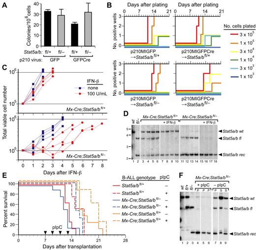 Figure 4. STAT5 is not required for B-lymphoid transformation by BCR-ABL1 in vitro or for maintanance of established B-lymphoid leukemia in viro. (A-B) STAT5 is not required for transformation of primary BM B-lymphoid cells by BCR-ABL1 in vitro. (A) Primary BM from non–5-FU-treated Stat5a/bfl/+ and Stat5a/bfl/− donor mice was transduced with p210MIGFP or p210MIGFPCre retrovirus and plated directly in agarose. Transformed pre-B lymphoid colonies were counted on day 10. There was no significant difference in the number of colonies arising from Stat5a/bfl/− donor BM transduced with either p210MIGFP or p210MIGFPCre retrovirus (P = .88) or between any of the values assessed pairwise (t tests). (B) Serial dilutions of transduced BM were plated in triplicate on syngeneic stromal layers derived from nontransduced wild-type BM and cultured for 3 weeks, as described in the “Methods.”29 The plating density is indicated by the line color, the number of cultures that reached confluence (defined as 106 nonadherent cells) is indicated on the ordinate, and the time to confluence on the abscissa. (C) Growth of BCR-ABL1–transformed B-lymphoblasts derived from Mx-Cre;Stat5a/bfl/+ (top panel) or Mx-Cre;Stat5a/bfl/− (bottom panel) donors either untreated (blue squares) or treated with IFN-β (red circles). Each curve represents data from an independent population of transformed cells. (D) Southern blot analysis of Stat5a/b recombination status from the experiment in panel C. Lanes 1 and 2 contain tail DNA from Stat5 wild-type and Stat5fl/− mice, respectively. Note the complete deletion of the floxed Stat5a/b allele in IFN-treated lymphoblasts from Mx-Cre;Stat5a/bfl/+ donors (lanes 7-10) and from Mx-Cre;Stat5a/bfl/− donors (lanes 15-18). (E) Kaplan-Meier survival curve for unirradiated Balb/c Rag2−/− recipients injected intravenously (1 × 107 cells each, n = 16) with BCR-ABL1–expressing lymphoblasts derived from the in vitro transformation experiments in panels B and C. After engraftment of leukemia, half of each cohort (dashed lines) were treated with pIpC (arrowheads) to induce Cre recombinase. (F) Southern blot analysis of Stat5a/b recombination status in tumor tissue from 3 representative recipients of lymphoblasts from Mx-Cre;Stat5a/bfl/− donors from panel E that were treated with pIpC (lanes 4-6) or untreated (lanes 7-9). Lanes 1, 2, and 3 contain tail DNA from Stat5wt, Stat5fl/+, and Stat5fl/− mice, respectively. Note the complete deletion of the floxed Stat5a/b allele in lymphoblasts from pIpC-treated recipients.