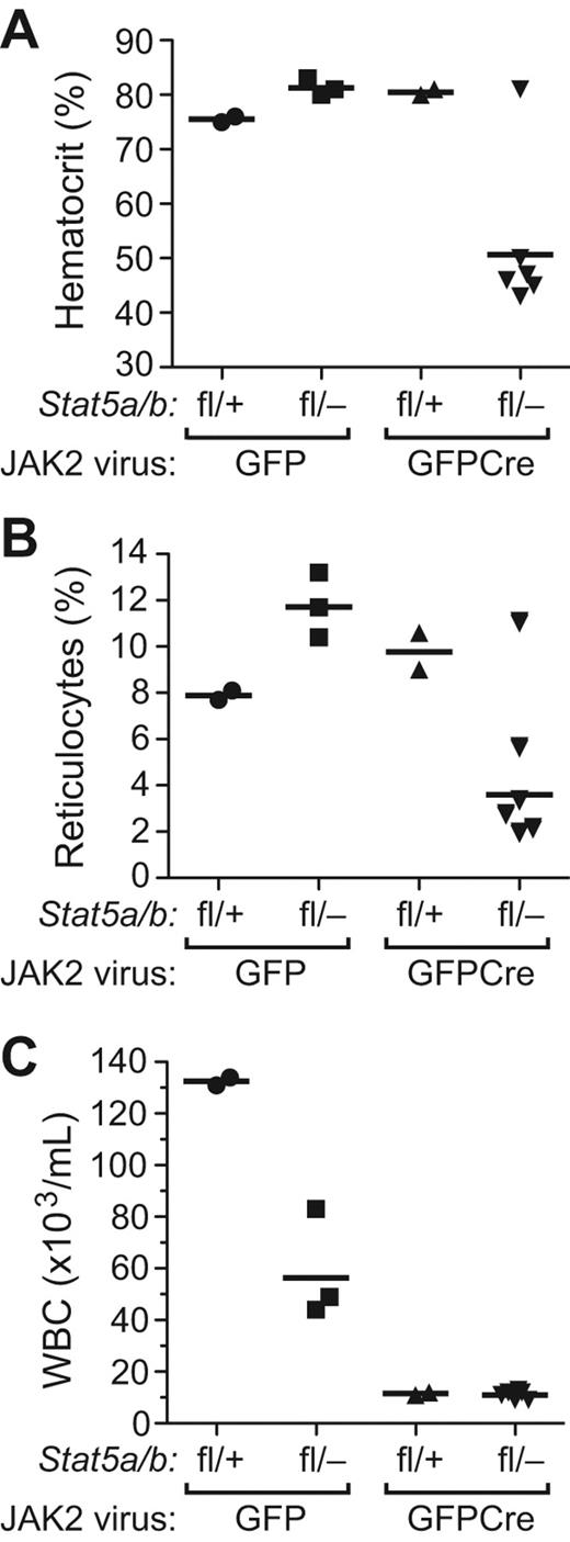 Figure 5. Reduction of Stat5 gene dosage impairs JAK2V617F-induced polycythemia in vivo. Hematocrit (A), reticulocyte counts (B), and leukocyte counts (C) from PB of recipients of BM from Stat5a/bfl/+ and Stat5a/bfl/− donors transduced with JAK2V617FMIGFP or MIGFPCre retrovirus analyzed on day 100 after transplantation. Hematocrit was significantly lower in the Stat5a/bfl/− JAK2V617FMIGFPCre group (P = .0114 vs Stat5a/bfl/− JAK2V617FMIGFP by t test).