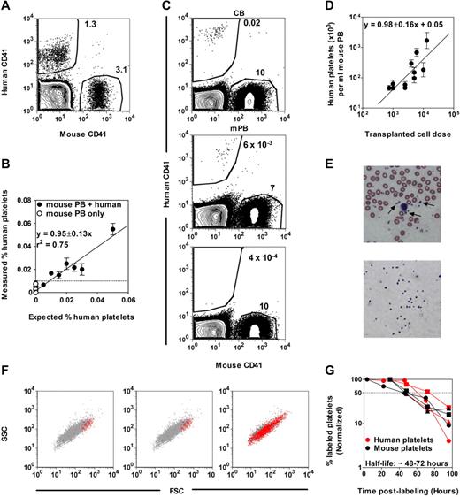 Figure 1. Detection of human platelets in NSG mouse blood. (A) FACS distinction of human and mouse CD41+ platelets in a mixture of human and mouse blood cells after staining with human- and mouse-specific anti-CD41 Abs and gating on low forward and side light scattering events. (B) The minimum number of human platelets detectable in mouse blood determined from an analysis of serial dilutions of human blood cells in undiluted mouse blood (= 0.01%). (C) Representative FACS plots of human platelets produced in NSG mice transplanted with human lin− CB (top panel) or lin− mPB (middle panel) cells. The bottom panel shows the blood of a nontransplanted NSG mouse. (D) Linear relationship between the dose of Lin−ALDH+ CB cells transplanted and the level of circulating human platelets detected 3 weeks later. Shown are the mean ± SEM of data pooled from 7 experiments (2-5 mice per cell dose per experiment). (E) Comparison of Wright-Giemsa–stained human platelets (arrows) present in normal human blood (top panel) and isolated by FACS (as small human CD41+ cells) from the blood of NSG mice 3 weeks after transplantation of human CB cells (bottom panel). (F) Representative FACS profiles of circulating human and mouse platelets in NSG mice 3 weeks after transplantation of human CB (left panel) or mPB cells (middle panel), or in a fresh mixture of human and mouse blood cells (right panel). Red and gray dots are human CD41+ and mouse CD41+ platelets, respectively. SSC indicates side light scattering activity; and FSC, forward light scattering activity. (G) Half-life determinations of human and mouse platelets in NSG mice transplanted with human CB cells. Platelets were labeled by injecting the mice IV with sulfo-NHS-biotin and the changing percentage thereafter of the initial level of biotin-labeled mouse and human platelets was then determined. Each symbol type represents a single mouse.
