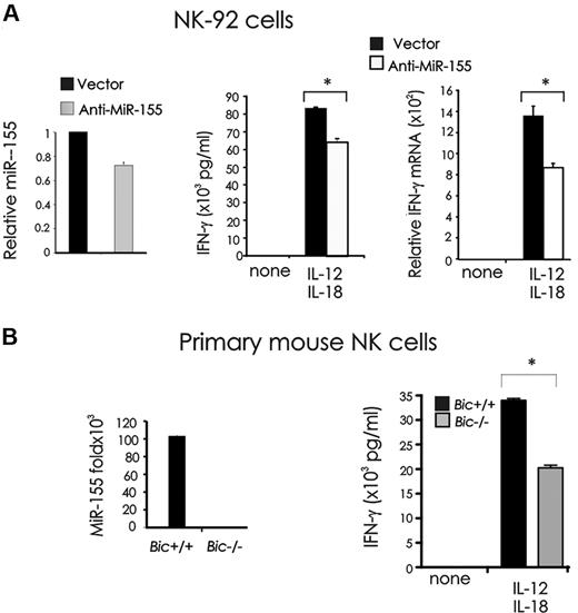 Figure 4. Effect of miR-155 down-modulation on IFN-γ production in monokine-stimulated NK cells. (A) NK-92 cells were infected with empty vector (miR-Zip00) or a miR-155 antisense encoding vector (miR-Zip155), sorted for GFP+ and analyzed for miR-155 expression by real-time RT-PCR (left). GFP+ miR-Zip00 and miR-Zip155 NK-92 cells were stimulated with IL-12 (10 ng/mL) plus IL-18 (100 ng/mL) for 24 hours and analyzed for IFN-γ production by ELISA (middle) and real-time RT-PCR (right). (B) BIC is the precursor of miR-155. NK cells sorted from spleens of Bic+/+ or Bic−/− mice were analyzed for miR-155 expression by real-time RT-PCR (left), and stimulated with IL-12 (20 ng/mL) and IL-18 (10 ng/mL). Supernatants were then collected and analyzed for IFN-γ by ELISA (right). This experiment is representative of 3 performed with similar results.