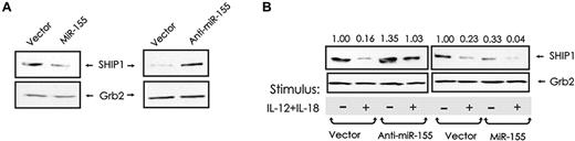 Figure 6. SHIP1 is regulated by miR-155 in resting and monokine-stimulated human NK cells. (A) GFP+ NK-92 Lenti and GFP+ NK92 Lenti-miR-155 cells (left) and GFP+ NK-92 miR-Zip00 and NK-92 miR-Zip155 cells (right) were cultured in medium without IL-2 for 24 hours and then quantified for SHIP1 protein expression by Western blot. (B) Comparable NK-92 cells were then cultured in medium containing IL-12 (10 ng/mL) plus IL-18 (100 ng/mL) for 24 hours and then quantified for SHIP1 protein expression by Western blot. The relative levels of SHIP1 protein, as determined by densitometry, are indicated above the blot and expressed as densitometric units relative to the control lane (far left), which is arbitrarily set at 1.00. This experiment is representative of at least 2 such experiments performed with similar results.