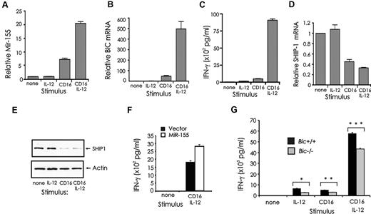 Figure 7. Expression of miR-155 and SHIP1 in CD16-activated NK cells, and the role of miR-155 in regulating IFN-γ. (A) Primary human NK cells were activated with immobilized human IgG and/or IL-12 (10 ng/mL) for 24 hours and quantified for miR-155 and (B) BIC mRNA expression by real-time RT-PCR. (C) Supernatants were analyzed for IFN-γ production by ELISA. (D) SHIP1 mRNA expression was quantified by real-time RT-PCR and (E) protein expression by Western blot. (F) CD56+ primary human NK cells were infected using Lenti or Lenti–miR-155 vectors, sorted for GFP, and left unstimulated or stimulated with immobilized human IgG and/or IL-12 (10 ng/mL) for IFN-γ secretion. This experiment is representative of 2 experiments performed with identical results. (G) NK cells were isolated from spleens of Bic+/+ and Bic−/− mice, cultured 8 days in medium containing IL-2 (900 IU/mL), stimulated for 24 hours in vitro with immobilized anti-CD16 Ab and/or IL-12 (20 ng/mL) and assayed for IFN-γ.