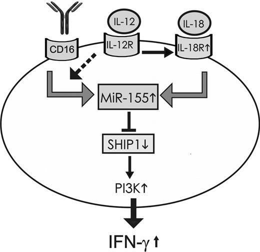Figure 8. Schematic representation modeling the induction of miR-155 after NK cell activation and its role in regulating IFN-γ production. miR-155 expression was induced after activation of resting NK cells via IL18 alone, via CD16 activation alone, but not via IL-12 alone; however, the combination of IL-12 with either IL-18 or CD16 activation induced miR-155 in a synergistic fashion. This synergism was dependent on the induction of the IL-18R by IL-12, whereas the synergistic induction of miR-155 noted with CD16 and IL-12 possibly results from enhanced intracellular signaling downstream of CD16 (dashed arrow). miR-155 targets the 5′ inositol phosphatase SHIP1, thereby down-modulating SHIP1 expression, which in turn promotes the prolonged activation of the PI3K pathway and subsequent enhanced production of IFN-γ.