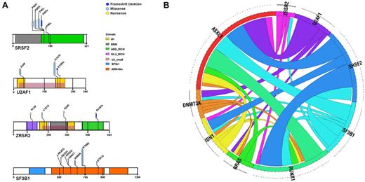 Figure 1. Gene mutations in patients with MDS. (A) Location and type of mutations in genes of the splicing machinery in 193 patients with MDS. (B) Associations of gene mutations in our MDS patient cohort outlined by a Circos diagram.