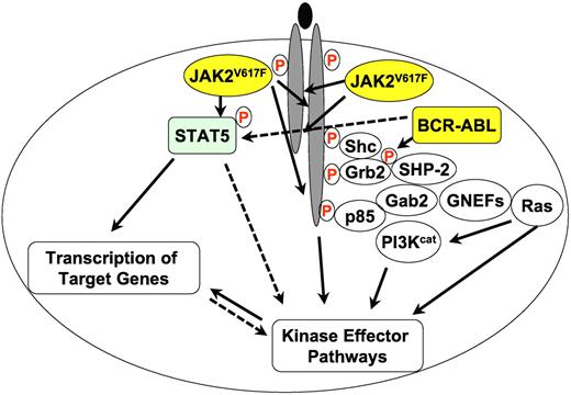 A greatly simplified overview of JAK2V617F and BCR-ABL (yellow circles) signaling in MPN. Filled lines indicate known biochemical interactions and dotted lines indicate possible interactions. Protein phosphorylation is indicated by a circled red “P.” Other proteins are shown as open circles. PI3Kcat designates the catalytic subunits of PI3K proteins and GNEFs are guanine nucleotide exchange factors for Ras.