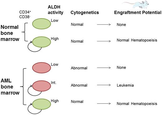 Normal bone marrow CD34+CD38− cells can be divided into 2 distinct populations based on ALDH activity (high and low), with the ability to engraft immunodeficient mice restricted to the ALDHhigh population. AML patient bone marrow contains an additional subpopulation with intermediate ALDH activity (ALDHint); this population contains cells that bear the diagnostic leukemic cytogenetic marker and transplant leukemia into immunodeficient mice.