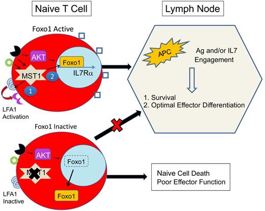 Proposed mechanism for immunodeficiency because of MST1 defects. MST1-deficient humans and mice exhibit significantly restricted populations of naive T cells. This is likely due to impairment of at least 2 primary roles of MST1: (1) mediation of TCR (black receptor) and chemokine (green circle) driven integrin (LFA1) activation (purple crescent), necessary for T-cell adhesion and (2) activation of Foxo1, necessary for IL-7Rα transcription. In MST1 deficiency, unopposed AKT activity leads to phosphorylation and cytoplasmic shuttling of Foxo1 and impaired transcription of IL-7Rα, decreasing the sensitivity of naive T cells to IL-7. Naive T-cell survival is dependent on TCR and IL-7 exposure in the lymph node. In MST1 deficiency, lymph node entry is impaired because of poorly activated LFA1 (blue semicircles); IL-7R (blue squares) signaling is diminished; and T-cell stimulation by antigen-presenting cells (APCs) is suboptimal (also due to impaired LFA1 activation). Therefore, naive T cells die and effector cells undergo suboptimal activation and proliferation.
