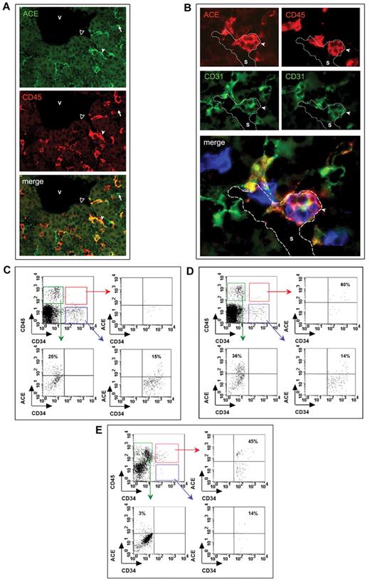 Figure 2. Expression of ACE in the human fetal liver and BM. (A) Transverse section through a 7.5-week liver stained by anti-CD45 (red) and ACE (green) Abs. ACE marks numerous endothelial cells of the sinusoidal capillaries (arrows), some of which are also CD45+ (white arrowheads). No expression of ACE is observed in the endothelial cells bordering the larger hepatic veins (black arrowheads). (B) Adjacent sections through an 11-week liver stained for ACE (red) and CD31 (green), and for CD45 (red) and CD31 (green), respectively. Overlap of adjacent sections: ACE in red, CD45 in blue and CD31 in green. Hematopoietic CD45+CD31+ progenitors, also expressing ACE, develop as cell aggregates adhering to sinusoid endothelial cells (arrows). Scale bar in panel A represents 50 μm; and B, 100 μm. V indicates vein; S, sinusoidal capillary. (C-E) FACS analysis of ACE expression during BM development. At 8.5 weeks of development (C), ACE is only expressed by endothelial and hematopoietic CD45+CD34− cells in the BM, as shown by the absence of cells expressing ACE in the CD34+CD45+-gated population. Starting from 9.6 weeks of gestation, when blood cell colonization has taken place in the BM, some CD34+CD45+ progenitors expressing ACE are detected in the medullar cavity (D). This population is also detected at later stages when hematopoiesis is already active inside the BM (E; 14 weeks).