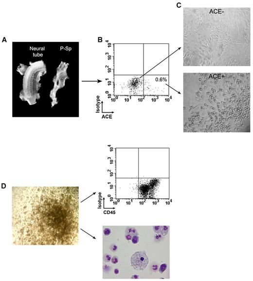 Figure 3. Generation in culture of hematopoietic cells from human embryonic splanchnopleura–derived ACE+ and ACE− cells. (A) The P-Sp and the rest of the embryo are shown during dissection of a 24-day human embryo. (B) Sorting of ACE+ and ACE− cells after dissection of a 26-day human splanchnopleura showed that ACE+ cells represent less than 1% of the total population. (C) After 3-4 days of culture, only ACE+ cells gave rise to rounded cells, presumably hematopoietic colonies, adhering to the stromal cell layer. (D) Sorted ACE+ cells contain GM-CFU and more primitive HPP-CFU clonogenic progenitors (left). Fifteen-day colonies contain hematopoietic cells as confirmed by flow cytometric analysis after CD45 staining and by May-Grünwald-Giemsa coloration (right).