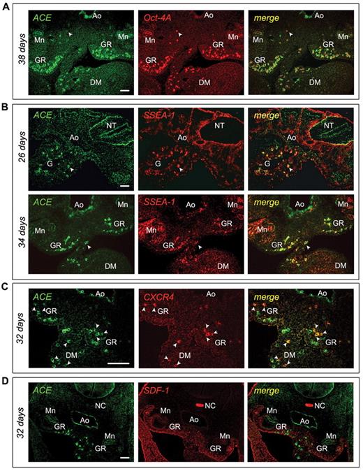 Figure 4. Phenotype of the ACE+ cells in the P-Sp/AGM of the early human embryo. (A) Cross-sections of a 38-day human embryo immunostained with ACE/BB9 (green) and anti–Oct-4A (red) Abs. The majority of the mesodermal ACE+ cells express the transcription factor Oct-4A, which is also expressed by other ACE− cells dispersed in the AGM region and localized in the ventral wall of the aorta (arrow). (B) Transversal sections of a 26- and a 34-day human embryo were co-stained with ACE/BB9 (green) and anti–SSEA-1 (red) Abs. ACE+ cells dispersed in the paraaortic mesoderm co-express SSEA-1 (arrow). At 34 days, ACE also stained the endothelial cells and the hematopoietic cell clusters associated with the ventral aortic endothelium. Some of these hematopoietic progenitors also express SSEA-1. (C-D) Cross-sections of a 32-day embryo were stained with ACE and CXCR4 Abs (C), and ACE and SDF-1 Abs (D), respectively. Some ACE+ cells dispersed in the paraaortic mesoderm co-express the receptor CXCR4 (arrow, C). At these stages, this region presents a polarized expression of the SDF-1 chemokine (D). Scale bar indicates 50 μm. Ao indicates aorta; G, gut; DM, dorsal mesentery; GR, genital ridges; Mn, mesonephros; NC, notochord; and NT, neural tube.