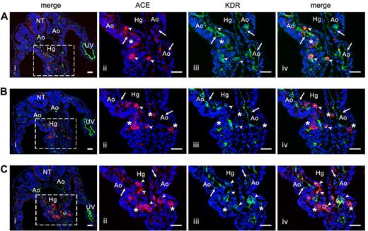 Figure 5. Colocalization of ACE and KDR in the human embryo. (A-C) Three successive transverse sections in the caudal portion of a 23-day human embryo stained by anti-KDR (green) and ACE/BB9 (red) Abs. Subpanels ii through iv show a higher magnification of the boxed area in subpanel i. All of the endothelial cells in the aorta and umbilical vein are stained by KDR (i,iii; arrows). No colocalization of ACE is observed in these KDR+ endothelial cells (ii-iv). At this stage, ACE (ii) stains some cells scattered in the splanchnopleura (head arrows and asterisks). Only some of these ACE+ cells also express KDR (iii-iv, head arrows). Nuclei were visualized by 4′,6-diamidino-2-phenylindole staining (blue). Scale bar indicates 20 μm in subpanel i and 40 μm in subpanels ii through iv. Ao indicates aorta; UV, umbilical vein; NT, neural tube; Hg, hindgut.