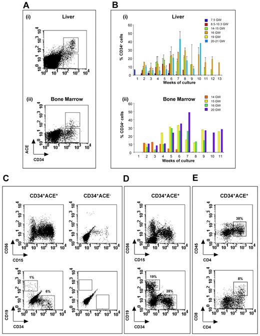 Figure 6. Long-term hematopoietic potential in culture of CD34+ACE+ and CD34+ACE− fetal liver- and BM-derived precursors. Sorted CD34+ACE+ and CD34+ACE− cells were cultivated on MS-5 stromal cells. Proliferating hematopoietic cells were harvested from culture wells, stained with anti–CD19-PE, anti–CD15-FITC, anti–CD56-Cy-PE, and anti–CD34-FITC Abs and analyzed by flow cytometry. (A) Sort regions used for isolation of CD34+ACE+ cells in a 14-week liver (i) and BM (ii). (B) Bar plots indicate the percentages of CD34 progenitors harvested each week from the culture of CD34+ACE+ cells sorted from human fetal liver (i) and BM (ii) at different stages of development. Each bar represents the mean of several wells analyzed at the same time of culture. In panel B, the error bar shows the standard error obtained when more than 1 liver sample at the same stage of development was analyzed after the same time in culture. (C) B-lymphoid CD19+ cells and CD34+ progenitors in the culture of CD34+ACE+ and CD34+ACE− cells sorted from a 14-week fetal liver. Analysis was performed at day 19 of culture. (D) Representative example displaying flow cytometric analysis after 83 days in culture of CD34+ACE+ cells sorted from a 14-week fetal liver. CD34+ cells represent 28% and B cells (CD19+) represent 19% of total harvested cells. (E) T-lymphoid CD4+CD8+ cells generated in the culture of CD34+ACE+ cells sorted from a 14-week fetal liver. Analysis was performed at day 14 of culture. GW indicates gestation weeks.