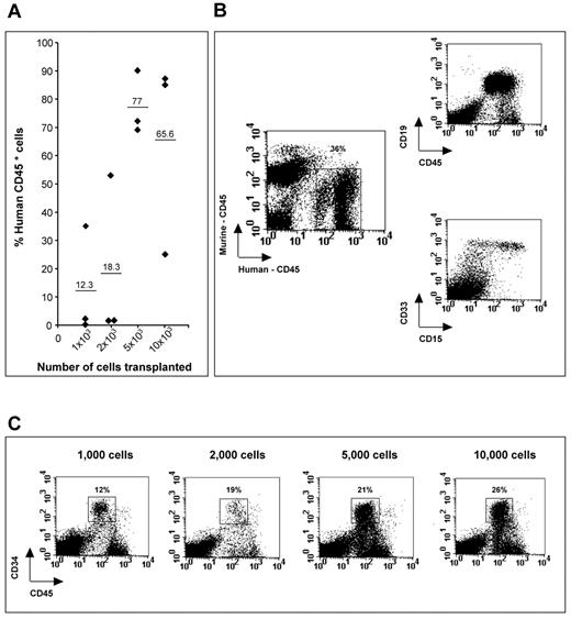Figure 7. Human hematopoietic engraftment in NOD/SCID mice by CD34+ACE+ fetal liver cells. Representative examples displaying analysis of BM from NOD/SCID recipients of CD34+ACE+ cells sorted from a 14-week human fetal liver. Analyses were performed 4 months after transplantations. (A) Percentage of human CD45+ cells in individual animals that received a transplantation of 1 × 103, 2 × 103, 5 × 103, and 10 × 103 CD34+ACE+ cells. Horizontal lines represent the average percentage of human CD45+ cells in each group. (B) Representative example of multilineage human hematopoietic engraftment in an animal that received a transplantation of 1 × 103 cells. (C) Four mice that received a transplantation of 1 × 103, 2 × 103, 5 × 103, and 10 × 103 CD34+ACE+ cells. The percentages indicate the significant proportion of human CD45+ cells within the BM represented by CD34-expressing cells.