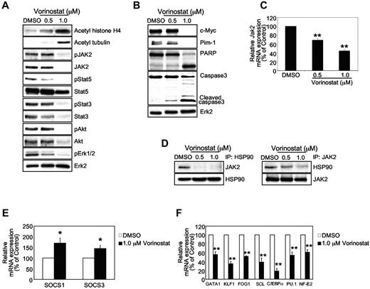 Figure 4. Vorinostat down-regulates the expression of JAK2V617F and affects its downstream signaling. (A) HEL cells bearing the JAK2V617F mutant were treated with the indicated concentrations of vorinostat for 24 hours. Acetylation of histone H4 and tubulin was detected by anti–acetyl-histone H4 and acetyl-tubulin immunoblotting. Activation of JAK2, Stat5, Stat3, Akt, and Erk1/2 was detected by immunoblotting using phosphospecific Abs. Membranes were reprobed for total proteins. (B) HEL cells were left untreated or treated with indicated concentrations of vorinostat, and c-Myc, Pim-1, PARP, and caspase 3 levels were analyzed by immunoblotting. Levels of Erk2 served as the loading control. (C) HEL cells were treated with the indicated concentrations of vorinostat for 24 hours. Total RNA was extracted and analyzed by the quantitative real-time PCR. The relative expression of JAK2 was normalized to 18S expression. Results are shown as means ± SEM from 3 independent experiments. (D) HEL cells were treated with the indicated concentrations of vorinostat for 24 hours, and lysates were immunoprecipitated with anti-HSP90 or anti-JAK2 Ab and immunoblotted with anti-JAK2 or anti-HSP90 Ab. (E-F) HEL cells were treated with vorinostat (1.0μM) or DMSO for 24 hours. Total RNA was extracted and reverse transcribed. Relative expression of SOCS1 and SOCS3 mRNA was determined by quantitative real-time PCR and normalized to 18S expression (E). Relative expression of GATA1, KLF1, FOG1, SCL, C/EBPα, PU.1, and NF-E2 mRNA was determined by quantitative real-time PCR and normalized to 18S expression (F). Results shown represent means ± SEM from 3 independent experiments. Asterisks indicate significant differences by Student t test. *P < .05; **P < .005.