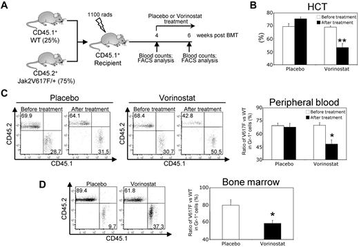 Figure 7. Vorinostat treatment reduces the mutant allele burden in mice. (A) Experimental design for analysis of mutant allele burden after vorinostat treatment. BM from pI:pC-induced MxCre;Jak2V617F/+ mice (CD45.2+) was mixed with the BM from WT (CD45.1+) mice at a ratio of 3 to 1 (75% V617F vs 25% WT) and injected into lethally irradiated WT CD45.1+ recipient animals. Four weeks after transplantation, peripheral blood counts were measured to confirm the establishment of PV disease and chimerism was assessed in the peripheral blood leukocytes by determining the ratio of CD45.2+/CD45.1+ cells using flow cytometry. Chimeric mice were treated with either placebo or vorinostat (200 mg/kg) for 2 weeks. The ratio of V617F (CD45.2+) to WT (CD45.1+) progenitors was determined by flow cytometry. (B) Treatment with vorinostat significantly reduced HCT levels in chimeric mice (n = 4). (C) Representative flow cytometry plots of the ratio of V617F (CD45.2+) to WT (CD45.1+) cells in peripheral blood leukocytes before and after treatment with placebo or vorinostat are shown (left). Bar graphs (right) show that the ratio of V617F to WT cells in Gr-1+ cells was dramatically decreased after vorinostat treatment (n = 4). (D) Representative flow cytometry plots of the ratio of V617F (CD45.2+) to WT (CD45.1+) cells in the BM of chimeric mice after treatment with placebo or vorinostat are shown (left). Bar graphs (right) show that the ratio of V617F to WT cells in Gr-1+ cells was significantly decreased in the BM after vorinostat treatment (n = 4). Results shown represent means ± SEM. Asterisks indicate significant differences by Student t test. *P < .05; **P < .005.
