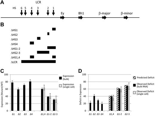Figure 1. Map of LCR deletions obtained by homologous recombination and the expression analysis of the resulting mutant mice. (A) Map of the mouse β-globin locus. Blocks with arrowheads represent genes. Vertical arrows represent LCR HSs. (B) Diagrammatic representation of the targeted deletions generated and discussed in the text. Each block demonstrates the extent of the deletion listed on the left of the panel. Note that the Δ1-2 and Δ2-3 deletions remove all sequences from the 5′ border to the 3′ border of the corresponding single HS deletions, thus removing sequences between the 2 HSs. In contrast, the Δ1,4 deletion only removes the sequences present in the 2 single HS deletions. (C) Adult β-globin expression resulting from LCR HS deletions. The level of expression from a mutant allele relative to that of a WT allele in heterozygotic mice is presented as a percentage with the SD denoted (see “The β-globin LCR HSs contribute to transcription in an addictive, not synergistic manner” and Table 1 for details). Black bars are data from tissue RNA preparations and light bars are data from single-cell analyses. (D) Deficit in adult β-globin expression resulting from LCR HS deletions. The deficit in expression of a mutant allele compared with a WT allele in heterozygotic mice was calculated by subtracting the expression level (Figure 1C) from 100% and is presented with the SD (see “The β-globin LCR HSs contribute to transcription in an addictive, not synergistic manner” and Table 2 for details). Striped bars are the calculated deficit that would be observed in double HS deletion mice if HSs contribute to expression in an additive manner. Black bars are data from tissue RNA preparations and light bars are data from single-cell analyses.