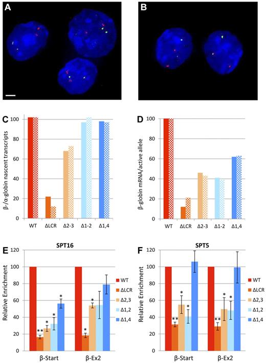 Figure 2. Expression and elongation studies in cells homozygous for WT or LCR mutant β-globin loci. (A-D) Expression of α- and β-globin from WT and mutant alleles during erythroid differentiation by primary transcript RNA FISH. Fetal liver cells from at least 6 homozygous WT or homozygous mutant fetuses were fractionated by flow cytometry and probed for α-globin (red) and β-major primary transcripts (green) by RNA FISH, followed by counterstaining of nuclei by DAPI staining (blue). Scale bar indicates 2 μm. Representative images from WT mice of fraction 3 (A) and fraction 4 (B) are shown. (C) Ratio of β-globin to α-globin nascent transcripts. Values are the ratio of β-globin to α-globin alleles with bursts of active transcription (foci of nascent transcripts) shown as a percentage. Solid bars represent values for fraction 3 and hatched bars are fraction 4. More than 100 cells were analyzed for each data point. (D) β-globin mRNA per active allele. To obtain an estimate of the relative mRNA production from each burst of active transcription, we compared the effect of each mutation on mRNA production (Table 2) with its effect on bursts of transcription (Figure 2C). Values are the ratio of the percentage of WT β-globin mRNA accumulation for each mutation to the percentage of WT alleles associated with foci of nascent transcripts. Solid bars represent data using fraction 3 and hatched bars are fraction 4. Values are divided by 1.02 so that WT yields 100%. (E-F) Recruitment of elongation components to the β-globin locus in erythroid cells from mice homozygous for LCR HS deletions normalized to WT. ChIP was performed on WT and LCR mutant chromatin using Abs to FACT component SPT16 (E) and DSIF component SPT5 (F). Three different chromatin preparations were analyzed by quantitative RT-PCR of the β-major globin start site (β-Start) and exon-2 of β-major (β-Ex2) regions and normalized to necdin, which is not transcribed in these cells. Values for each mutant line were normalized to the WT line (*P < .05 and **P < .001 relative to WT). The same data without normalization to WT is shown in supplemental Figure 1A and B. Error bars represent the SEM.