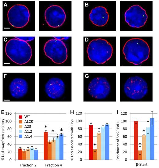 Figure 3. Nuclear localization studies in cells homozygous for WT or LCR mutant β-globin loci. (A-E) Relocalization of the WT and mutant β-globin loci away from the nuclear periphery during erythroid differentiation. Fetal liver cells from at least 6 homozygous WT or homozygous mutant fetuses were fractionated by flow cytometry and probed by DNA FISH (green), followed by immunostaining of LaminB1 (red) to define the nuclear periphery and counterstaining of nuclei by DAPI staining (blue). Scale bar indicates 2 μm. Representative images from WT and Δ1-2 cells of fraction 2 (A,C) and fraction 4 (B,D) are shown. Images are single z-sections, so the diameter of the nucleus varies depending on the level of the slice. (E) Percentage of β-globin loci located away from the nuclear periphery in immature (fraction 2) and mature (fraction 4) erythroid cells. In fraction 2, no significant differences between WT and LCR HS mutants are present. In contrast, in fraction 4, significantly more WT alleles are located away from the nuclear periphery than for each of LCR HS-deleted lines (*P < .05). Values also vary significantly between Δ1,4 and all other mutants (P < .05) and between the ΔLCR and Δ1-2 mutations (bracketed and shown by asterisks). More than 100 loci were analyzed for each data point. Error bars represent the SEM. (F-I) Association of WT and β-globin loci to foci of hyperphosphorylated Pol II. (F-H) Fetal liver cells from at least 6 homozygous WT or homozygous mutant fetuses were fractionated by flow cytometry and probed by DNA FISH (green), followed by immunostaining of phospho-Pol II (red) to define transcription factories and counterstaining of nuclei by DAPI staining (blue). Scale bar indicates 2 μm. Representative images from WT (F) and Δ1-2 (G) cells are shown. Both alleles are shown in their respective z-sections. (H) Percentage of β-globin loci overlapping with TFys in mature erythroid cells (fraction 4). Association frequency of the ΔLCR and Δ2-3 mutant alleles with TFys differs significantly from all other genotypes (*P < .05). WT, Δ1-2, and Δ1,4 did not differ significantly from each other. More than 50 loci were analyzed for each data point. Error bars represent the SEM. (I) Recruitment of hyperphosphorylated Pol II to the β-globin gene in erythroid cells from mice homozygous for LCR HS deletions normalized to WT. ChIP was performed on WT and LCR mutant chromatin using a phosphorylated form of PolII. Three different chromatin preparations were analyzed by quantitative RT-PCR of the β-major globin start site (β-Start) and normalized to actin. Values for each mutant line were normalized to the WT line (*P < .05 relative to WT).