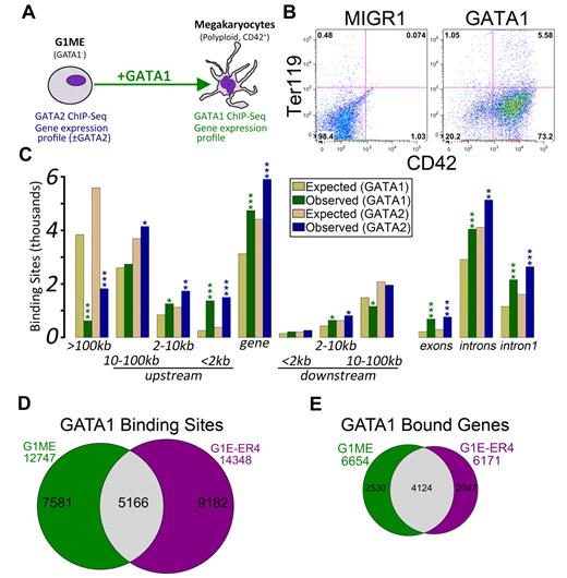 Figure 1. Characterization of GATA-1 and GATA-2 binding sites in megakaryocytic cells. (A) Schematic of the model system used in this study, the murine erythromegakaryocytic progenitor cell line, G1ME. Gene expression profiles from GATA-2 knockdown conditions were previously published.21 (B) Flow cytometric plots showing the erythroid (Ter119) and megakaryocytic (CD42) characteristics of G1ME cells 72 hours after infection with GATA1 virus or GFP alone. (C) Distribution of GATA factor binding sites relative to genes. Gold and tan represent the average results of similar analyses performed on 10 randomly generated background BED files (expected) with identical chromosomal distribution and binding site size as the foreground sets (observed). P values from χ2 tests against the background control were all significant at P < .004. More significant values are as follows: *P < 10−10; **P < 10−50; and ***P < 10−100. (D) Venn diagram showing the intersection of GATA-1 binding sites in GATA-1–restored G1ME cells with the GATA-1 binding sites in estradiol-induced G1E-ER4 cells. A total of 40% of G1ME sites and 36% of G1E sites are bound in the opposite cell type. (E) Venn diagram showing the intersection of GATA-1–bound genes in GATA-1–restored G1ME cells with the GATA-1–bound genes in estradiol-induced G1E-ER4 cells. A total of 62% of G1ME occupied genes and 67% of G1E-ER4 occupied genes are bound in the opposite cell type.