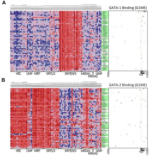 Figure 7. Genes that are expressed similarly to either GATA1 or GATA2 across human hematopoiesis are often bound by that factor in G1ME cells. (A) The expression levels across primary human hematopoietic cell types for the 50 GATA-1 “nearest neighbor” genes from DMAP47 are shown in the heatmap on the left. On the right, a heatmap depicts GATA-1 binding at each gene in G1ME cells, where intensity of green represents tag density at that position relative to the model gene depicted below the heatmap. In the center, gene names highlighted in green have binding sites within this potential regulatory region (−50 kb to +10 kb relative to the TSS) or were assigned a binding site by the nearest TSS (within 50 kb) criteria. (B) Heatmaps of GATA-2 “nearest neighbor” genes showing gene expression in primary human hematopoietic (left) and GATA-2 binding sites in G1ME cells (right) as in panel A.