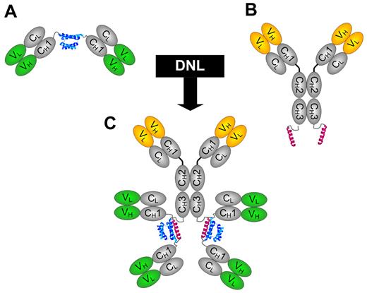Figure 1. Schematic structures of DNL modules and HexAb. (A) The design of CH1-DDD2-Fab module. (B) The design of CH3-AD2-IgG module. (C) The structure of bispecific HexAb construct generated by DNL from reacting CH3-AD2-IgG and CH1-DDD2-Fab. The DDD2 and AD2 are shown in blue and red, respectively.