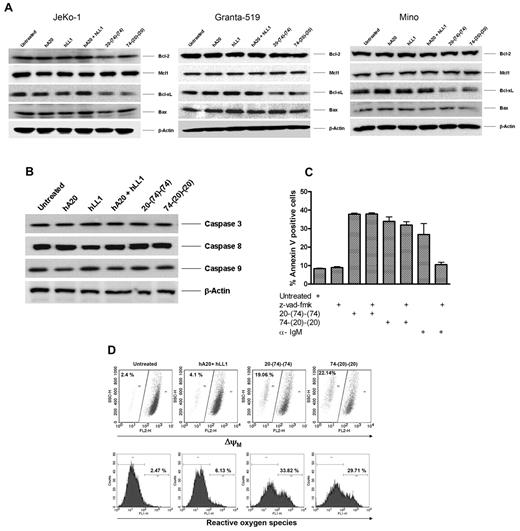 Figure 4. Anti-CD20/CD74 HexAbs induce stress- and caspase-independent apoptosis in target cells. (A) Western blot analysis of select antiapoptotic and proapoptotic proteins on treatment with 10nM of indicated Abs for 48 hours in JeKo-1, Granta-519, and Mino cells. The 2 anti CD20/CD74 HexAbs down-regulated the antiapoptotic protein Bcl-xL. (B) Neither 20-(74)-(74) nor 74-(20)-(20) activated caspase 3, caspase 8, and caspase 9 in JeKo-1. (C) Caspase inhibitor z-vad-fmk did not inhibit the apoptosis in JeKo-1 induced by anti-CD20/CD74 HexAbs. JeKo-1 cells were pretreated with z-vad-fmk pan caspase inhibitor (10μM) for 2 hours followed by treatment with 10nM of indicated Abs or anti-IgM (10 μg/ mL, a positive control for caspase-dependent apoptosis) for 72 hours, and apoptosis was determined by annexin V staining. Error bars represent SD; n = 3. (D) Both anti-CD20/CD74 HexAbs induced changes in mitochondrial membrane potential (top panel) and generated ROS (bottom panel) in Granta-519 cells.