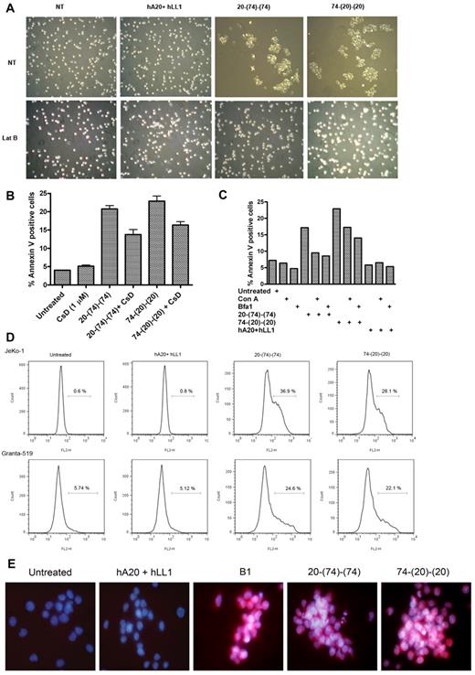Figure 5. Correlation of homotypic adhesion, actin reorganization, and lysosomal involvement to cell death evoked by the bispecific anti-CD20/CD74 HexAbs. (A) JeKo-1 cells were pretreated or not pretreated with the actin polymerization inhibitor, latrunculin B (1μM), for 2 hours followed by addition of HexAbs or both parental mAbs and evaluated for aggregation after 4 hours by light microscopy. (B) Apoptosis induced by HexAbs was reduced significantly (P < .025) in JeKo-1 with 1μM cytochalasin D (CsD), another inhibitor of actin polymerization. Error bars represent SD; n = 3. (C) Lysosomal V ATPase inhibitors, concanamycin A (Con A) and bafilomycin A1 (Bfa1), inhibited the apoptosis induced by HexAbs in JeKo-1 cells. (D) HexAbs induced changes in lysosomal volumes as determined by staining the cells with LysoTracker (75nM). The lysosomal compartmental volume changes were analyzed for JeKo-1 cells (top panel) and Granta-519 (bottom panel) by flow cytometry as enhanced binding and shift in the emission spectrum toward the right. (E) Immunofluorescence analysis of cathepsin B staining (red) 48 hours after treatment with select Abs. Nuclei were stained with DAPI (blue).