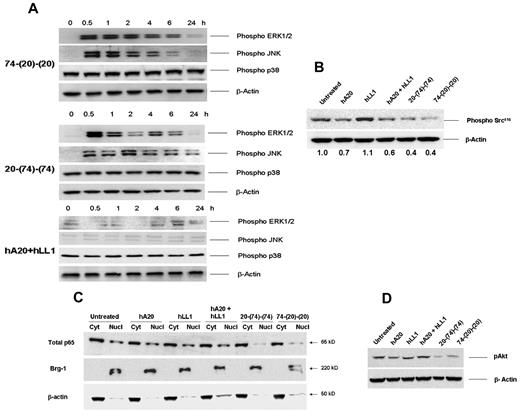 Figure 6. Anti-CD20/CD74 HexAbs inducing activation of ERK and JNK MAP kinases and inhibiting the Akt and NFκB signaling. (A) Rapid and sustained phosphorylation of ERK1/2 and JNK MAP kinases. JeKo-1 cells were treated with 10-nM concentrations of 74-(20)-(20) (top panel) or 20-(74)-(74) (middle panel) or with a combination of parental mAbs (bottom panel) for the indicated time points up to 24 hours. Cells were lysed, and samples were evaluated after probing with relevant Abs. β-actin was used as the loading control. (B) The CD20-targeting HexAbs, like veltuzumab, inhibited the phosphorylation of c-Src416. (C) HexAbs inhibited the nuclear translocation of p65. JeKo-1 cells were treated with the indicated Abs for 72 hours, and nuclear and cytosolic extracts were prepared. Equal amounts of proteins were evaluated for the expression levels of p65 in cytosolic and nuclear fractions. Brg-1 (nuclear) and β-actin (cytosolic) served as loading controls. (D) HexAbs inhibited the phosphorylation of Akt. JeKo-1 cells were treated with the indicated Abs for 24 hours, lysed, and probed for pAkt (serine 473).