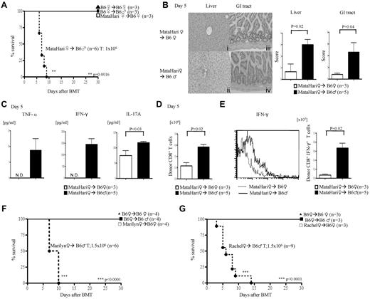 Figure 1. Single H-Y Ag-specific T cells induce CD8+ and CD4+ T cell–mediated GVHD. (A) Survival in CD8+-mediated GVHD after infusion of 1 × 106 CD8+ T cells from MataHari donors. Data are from 1 of 4 similar experiments. (B-E) GVHD analysis on day 5. Data are from 1 of 3 similar experiments. (B) Histopathologic analysis of liver (i-ii) and GI tract (iii-iv) by H&E stain (left) and scores (right). (C) Serum levels of TNF-α, IFN-γ, and IL-17A (ND indicates not detected). (D) Allo-H-Y Ag-specific donor CD45.2+CD8+ T-cell expansion in spleen. (E) Donor CD45.2+CD8+IFN-γ+ in spleen with representative histogram of IFN-γ expression gated by CD45.2+CD8+ T cells (left) and the absolute number of CD45.2+CD8+IFN-γ+ T cells in spleen (right). (F-G) Survival CD4+ GVHD. Data shown are from 1 of 3 similar experiments.