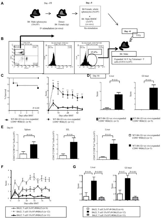 Figure 3. Polyclonal H-Y Ag-specific T cells induce GVHD. (A-B) Experimental schema: polyclonal T cells from WT B6♀ mice that are specific for H-Y Ags were generated after in vivo and subsequent ex vivo priming. These T cells were then transplanted along with TCD BM from B6♀ donors into lethally irradiated syngeneic B6♀ or allogeneic B6♂ animals. The animals were monitored for (C) survival and GVHD score. Data are from 2 combined experiments. **P < .01 compared with female recipients. (D) GVHD histopathology, scores of liver and GI tract and (E) lymphocyte infiltration in the spleen, intestine, and liver. Data are from 1 of 2 similar experiments. (F) Unprimed B6♀ T cells induce GVHD in allogeneic B6♂ recipients. CD90+ T cells (2 × 106 or 15 × 106) donor T cells were harvested from WT B6 female donors and transplanted without priming along with TCD BM into irradiated (11 Gy) syngeneic B6♀ and allogeneic B6♂ animals. The animals were monitored for clinical GVHD severity. (G) Histopathologic analysis, GVHD damage scores of liver and GI tract 70 days after allo-hematopoietic cell transplantation