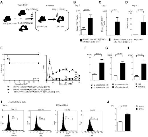 Figure 6. Alloantigen presentation and GVHD in the absence of radiosensitive host hematopoietic-derived APCs. (A) Experimental schema: β2m−/−♂→B6♂ chimeras were generated as described in “Methods.” They were then irradiated with 9 Gy and transplanted with TCD BM from β2m−/− animals along with T cells from B6♂ or BALB/c♀ donors and analyzed for donor T-cell expansion. (B) Total donor CD45.1+CD8+ or H2kd+CD8+ T cells expansion. (C) Donor CD8+IFN-γ+ T cell number and (D) serum levels of IFN-γ. Data from 1 of 2 similar experiments are shown. (E) GVH responses induced by host nonhematopoietic APCs depend on T-cell precursor frequency. Survival and GVHD score. Data from 1 of 2 similar experiments are shown. (F-H) Male nonhematopoietic cells can stimulate both H-Y Ag-specific T cells and allogenic T cells. (F-G) Marilyn CD4 T cells against male liver endothelial cells (H) and epithelial cells of small intestine (G). (H) B6 male–derived liver endothelial cells can stimulate allogeneic BALB/c T cells. (I-J) Class II expression on liver endothelial cells gated by CD146+ cells, (right) naive and (left) IFN-γ stimulation for 48 hours (I). (J) Bar graph of class II expression on liver endothelial cells. Data are from 1 of 3 similar experiments.