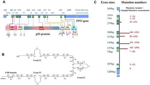 Figure 1. Schematic structure of TP53 and p53, and numbers of mutations in exons in lymphoid malignancies. (A) TP53 gene structure, p53 functional domains, and posttranslational modifications. Exons are in blue (UTRs) or green (CDS) and are drawn proportionally to their sizes; introns are dark blue and not drawn to scale. Sizes of exons/introns are according to NCBI (reference NC_000017.10 sequence). Domains of p53 include transactivation domain (TAD), proline-rich domain (PRD), DBD, nuclear localization sequence (NLS), oligomerization domain (OD), and basic/repression (BR) of DBD. Both the TAD and OD have a nuclear export signal (NES). Posttranslational modification of p53 can occur by phosphorylation (P), acetylation (A), ubiquitination (U), methylation (M), neddylation (N), or sumoylation (S). (B) Schematic of p53 protein structure. Shown are positions in the p53 primary sequence for 3 loops (L1, L2, L3) involved in DNA binding, 11 β-strands (S1-S10) as components of 2 anti-parallel β-sheets, and 3 α-helices, including 2 in the helix-loop-helix motif. (C) TP53 CDS mutation numbers in lymphoid malignancies. These mutations are not randomly distributed, as indicated by the finding that mutation numbers (shown on right side and illustrated by the length of red bars) in each exon are not proportional to exon sizes (on the left side). Mutation numbers (unique mutation variants and sample/mutation associations) are according to the IARC TP53 database (R15 release, November 2010).