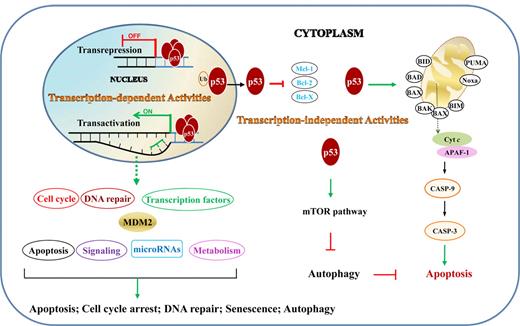 Figure 2. TAs and TIAs of p53 in lymphocytes. TAs are those that p53 activates or represses in nucleus by binding directly or indirectly to target genes. TIAs include regulation of the intrinsic apoptosis pathway and autophagy through protein-protein interactions in the cytoplasm. Ub indicates ubiquitination.