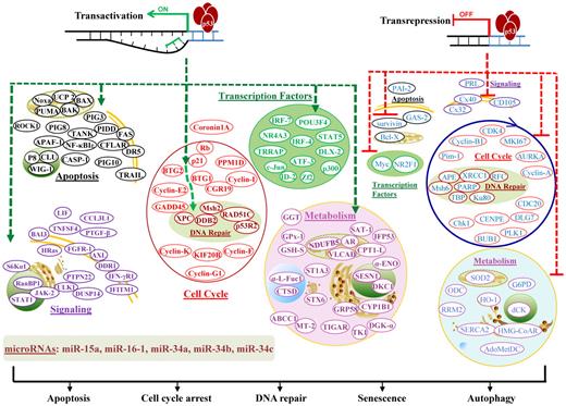 Figure 3. Illustration of p53 TAs in lymphocytes. TAs of p53 transactivate or transrepress hundreds of target genes, whose products are depicted according to their main functions. Downstream events fulfill the tumor suppression function with apoptosis, cell-cycle arrest, DNA repair, senescence, or autophagy as consequences. In the diagram, green hyphenated lines with arrows indicate up-regulation of gene expression; and red hyphenated lines, down-regulation of gene expression. For the downstream events, proteins/effectors are grouped according to their major functions and subcellular locations. Up-regulated effectors are marked in bold and depicted in colors representing functional groups, whereas down-regulated effectors are not in bold and are all depicted in blue.