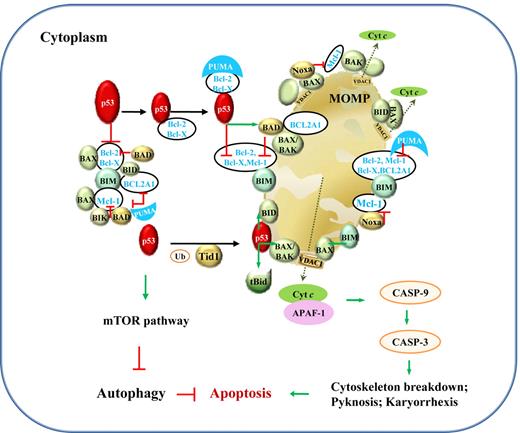 Figure 4. Illustration of p53 TIAs in lymphocytes. TIAs of p53, via protein-protein interactions with Bcl-2 family members and the mTOR pathway, induce mitochondria-mediated apoptosis and inhibit autophagy. The mechanism for p53-mediated apoptosis is clear, whereas the autophagic role of p53 is not well elucidated. Under stress, PUMA sequestrates Bcl-2 and Bcl-X(L), which associate with cytoplasmic p53. Within 30 minutes, cytoplasmic p53 and proapoptotic proteins translocate to mitochondria. In mitochondria, p53 releases BAX, BAK, BIM, and BID from Bcl-2, Bcl-X(L), BCL2A1, and Mcl-1; BIK, BAD, and Noxa act in similar ways as p53. Their interactions with antiapoptotic Bcl-2, Bcl-X(L) BCL2A1, and Mcl-1 in the cytoplasm are also shown. In addition, transient association of p53 with tBid (BID cleaved by caspase-8 as a result of death-inducing signaling complex activation in extrinsic apoptosis pathway; not shown) or with BAX, BAK, BID, and BAD activates these proapoptotic proteins through structural changes. BAX, BAK, and BID form homo- or hetero-oligomers and trigger mitochondrial outer membrane permeabilization (MOMP) and consequently cytochrome c (cyt c) release. Cyt c then associates with APAF-1, together activating the downstream caspase cascade leading to apoptosis, preceding a second wave of apoptosis triggered by p53 transcription-dependent activities. The effectors in the mitochondrial pathway of apoptosis might vary in different cells by different stimuli. Green arrows indicate positive protein-protein interactions, and red lines, negative protein-protein interactions. Ub indicates ubiquitination; and VDAC1, voltage-dependent anion-selective channel protein 1.