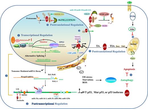 Figure 5. Regulation and dysregulation of TP53 function implicated in lymphomagenesis. (1) At the DNA level, dysregulation of transcription factors and hypermethylation can silence gene expression. (2) At the RNA level, posttranscriptional regulation events include alternative splicing that produces p53 isoforms with altered function, mRNA stability/degradation, and translational regulation. (3) At the protein level, posttranslational modification, redox regulation, and p53 regulators affect p53 stability and function in the nucleus and cytoplasm. (4) p53-independent pathways, including PI3K/Akt affects p53-dependent apoptotic pathway. (5) Autophagy caused by ER stress, starvation, and other forms of stress inhibits p53-dependent apoptosis in most cases. Conversely, cytoplasmic p53 inhibits autophagy by promoting the mTOR pathway, whereas nuclear p53 stimulates autophagy by transactivating genes involved in autophagy. MOMP indicates mitochondrial outer membrane permeabilization; and U or Ub, ubiquitination.