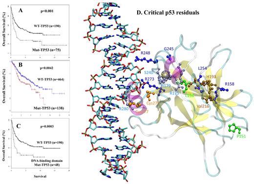 Figure 6. The prognostic significance of TP53 mutations in patients with DLCBL. (A) OS (in years) after treatment with the cyclophosphamide, doxorubicin, vincristine, and prednisone (CHOP) regimen among patients with a p53 mutation versus those with WT-p53. (B) OS (in months) after treatment with the rituximab-CHOP regimen among patients with p53 mutations versus those with WT-p53. (C) OS (in years) after CHOP treatment among patients with a TP53 DNA-binding domain mutation versus those with WT-p53. (D) Location of critical p53 residues in the p53 domain model designed from the published crystal structure. The mutations depicted are associated with poor outcome identified from our group study in 1187 DLBCL cases. The residues are color-coded as follows: green represents mutation from or to proline; deep blue, residues close to zinc sites; light blue, residues close to DNA-binding sites; brown, residues far from both zinc and DNA; and orange, cysteine residues implicated in the oxidation-reduction activity of p53.